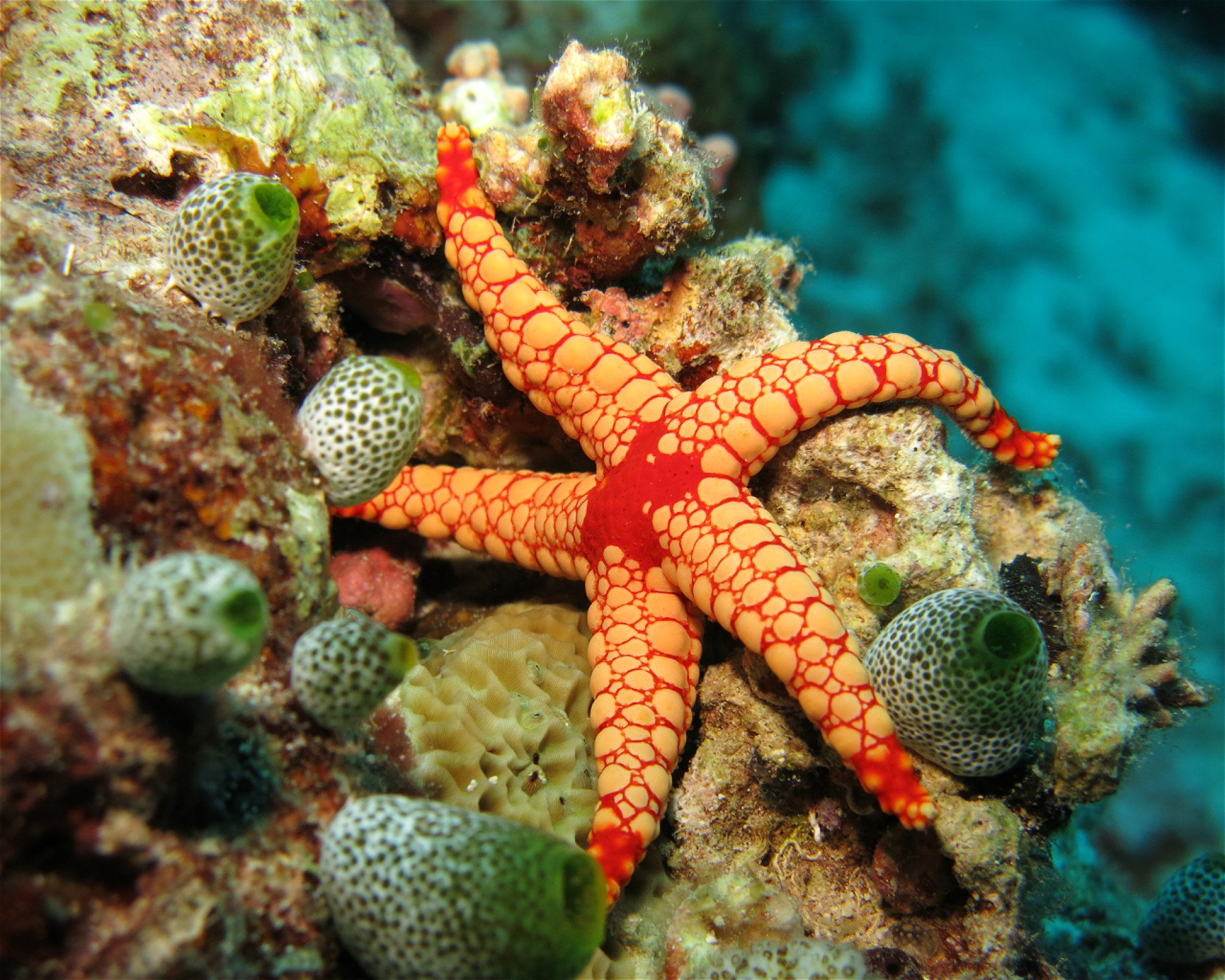 DivePoint Meedhupparu, 960 Meedhupparu