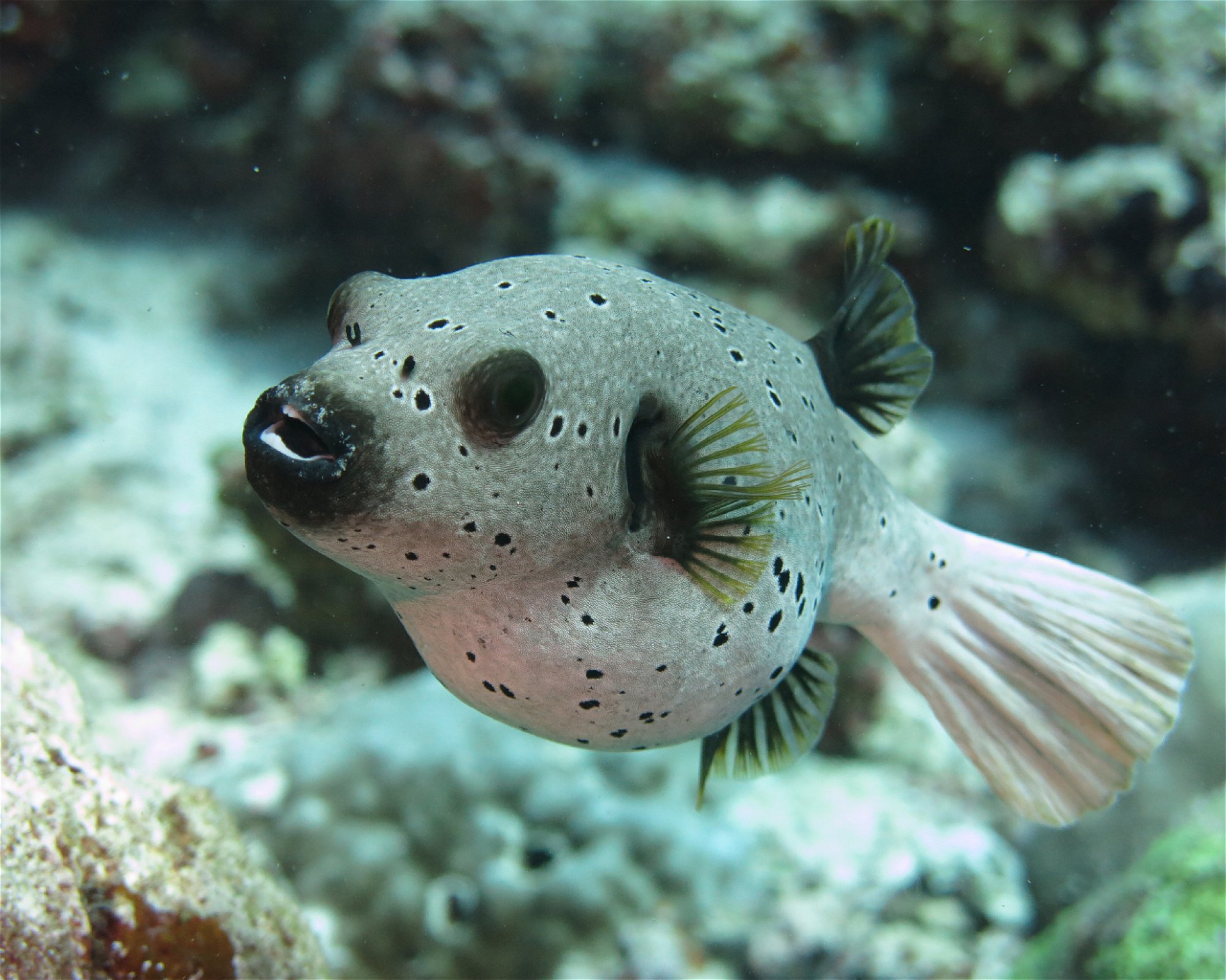 DivePoint Meedhupparu, 960 Meedhupparu