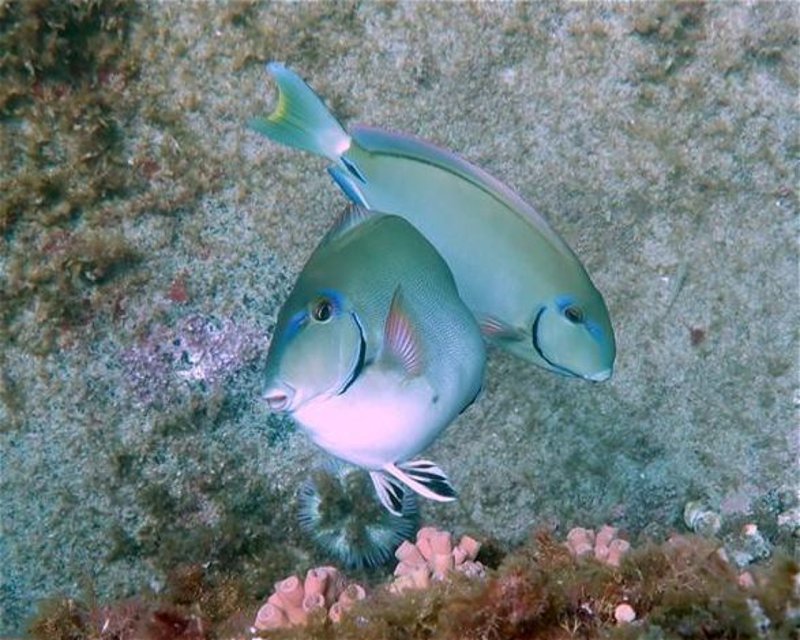 Divesite Image