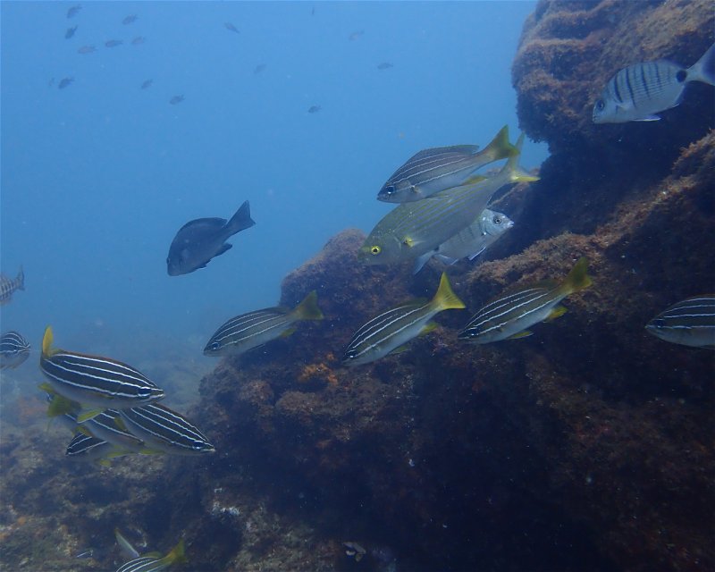 Divesite Image