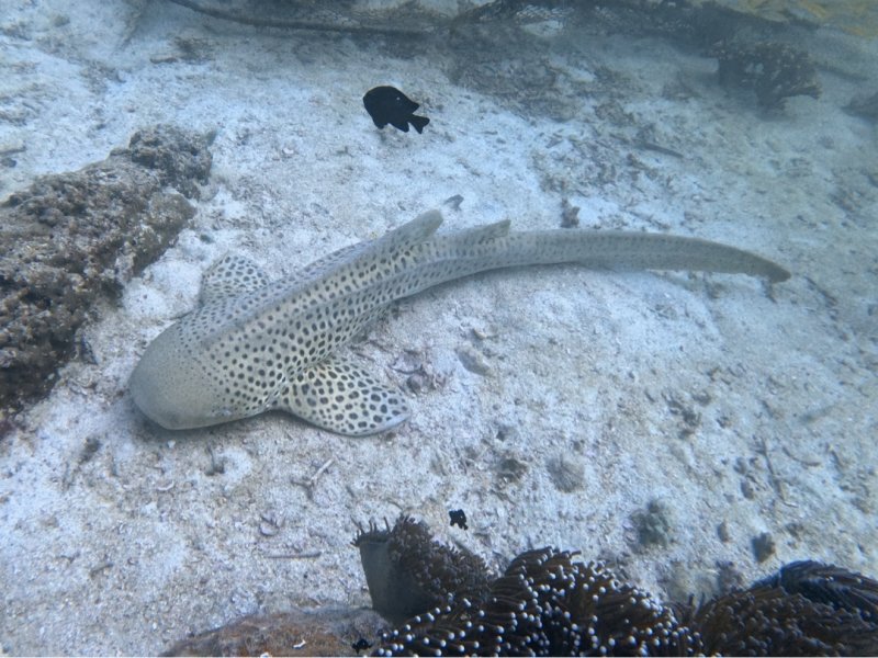 Divesite Image