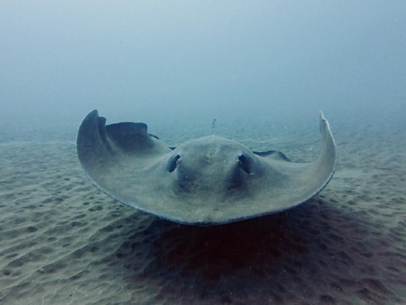 Divesite Image