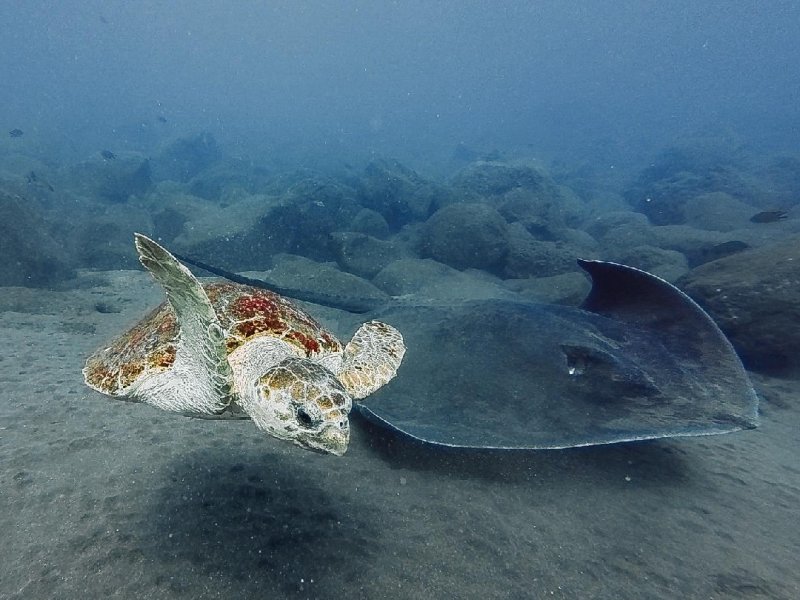 Divesite Image