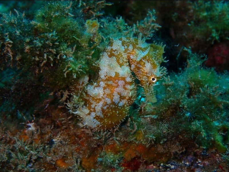 Divesite Image