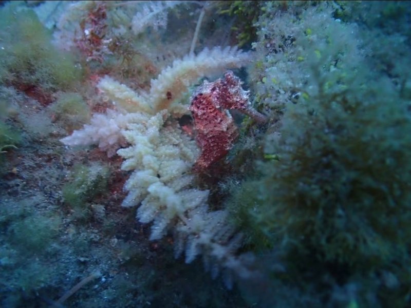 Divesite Image