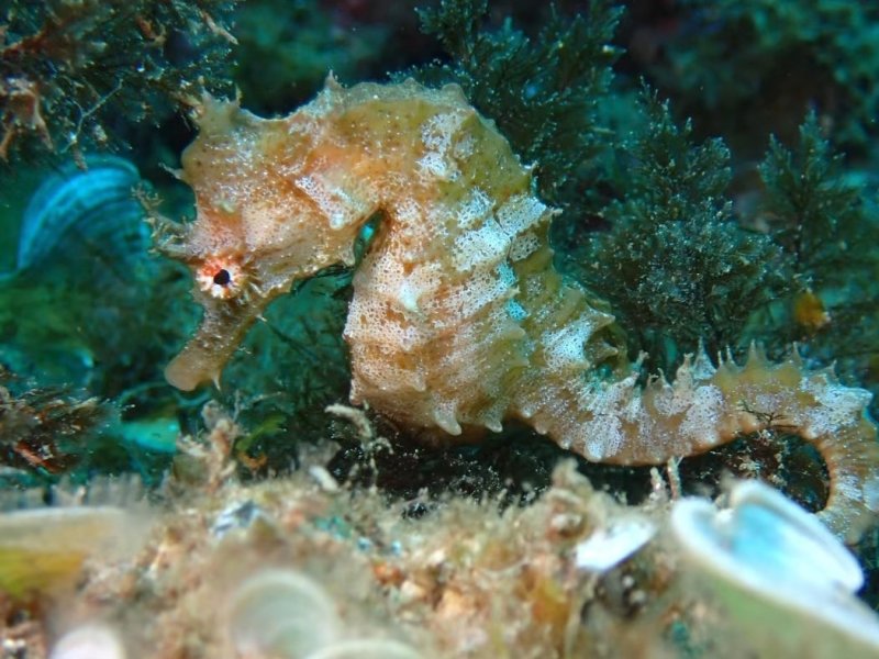 Divesite Image
