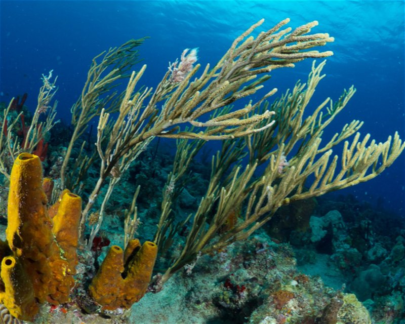 Divesite Image