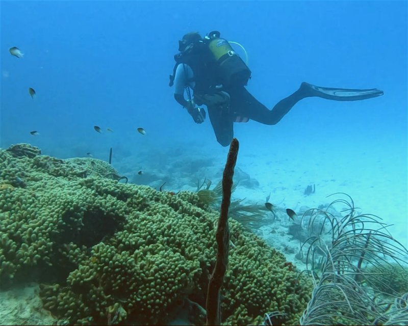 Divesite Image