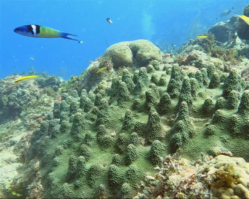 Divesite Image