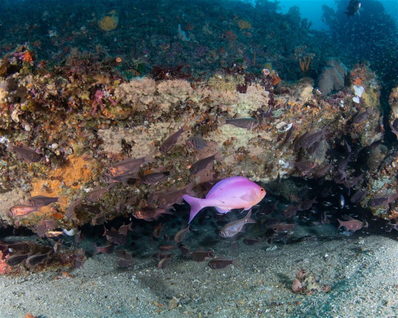 Divesite Image