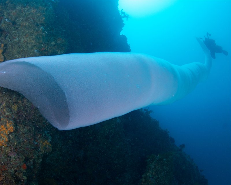 Divesite Image
