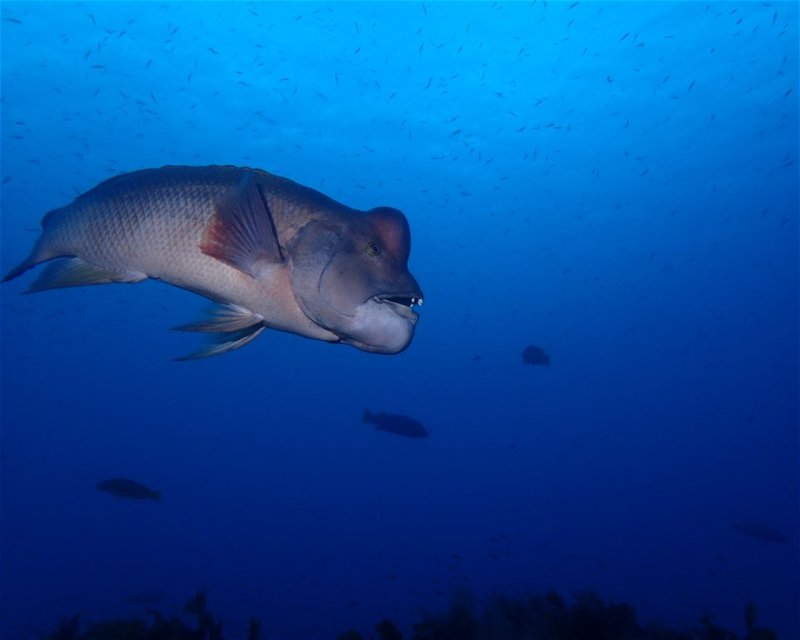 Divesite Image
