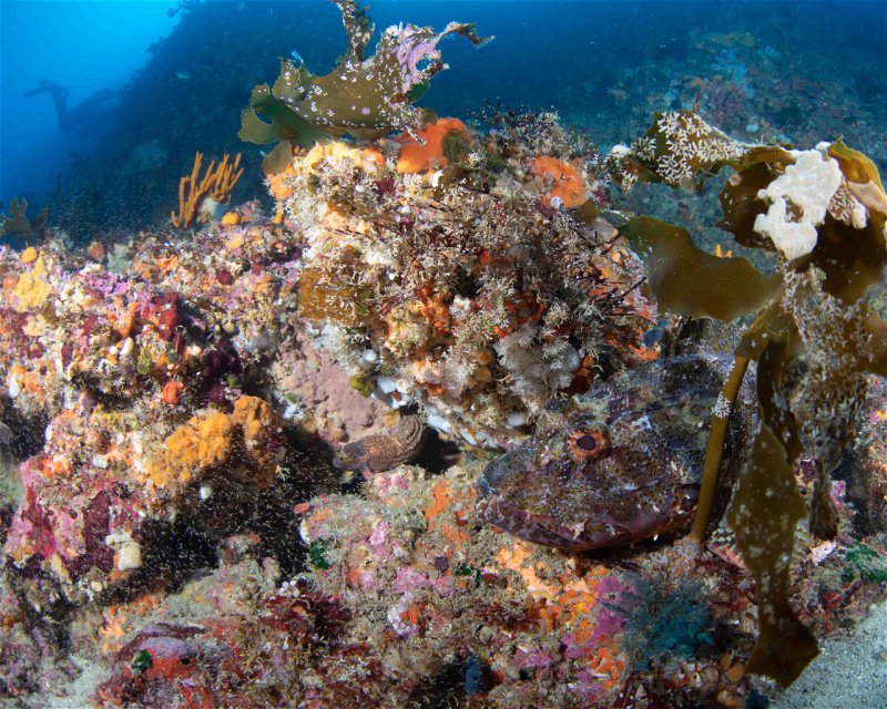 Divesite Image