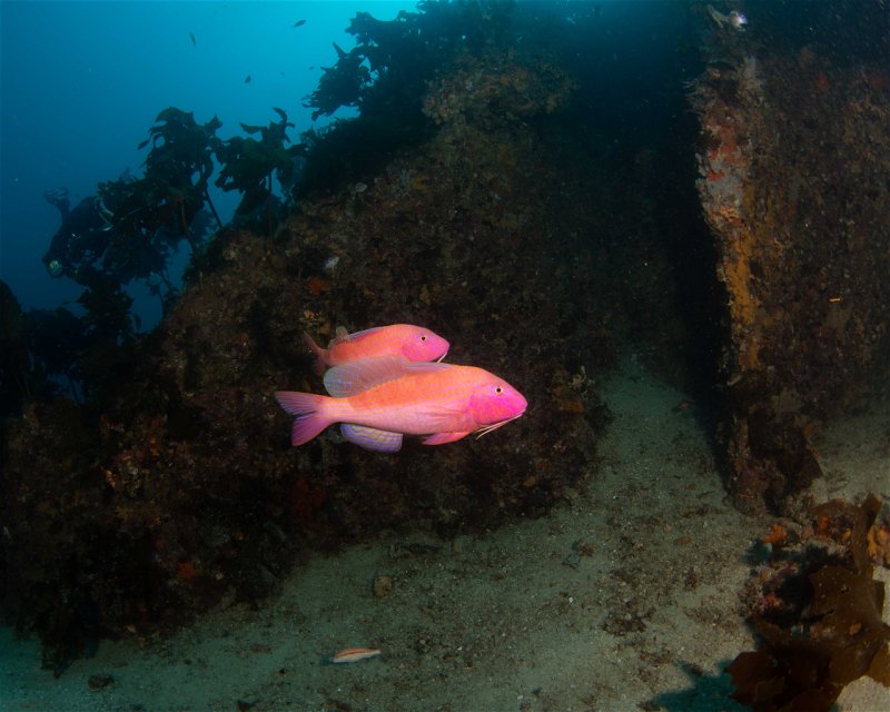 Divesite Image