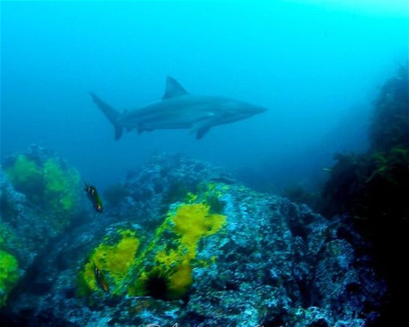 Divesite Image
