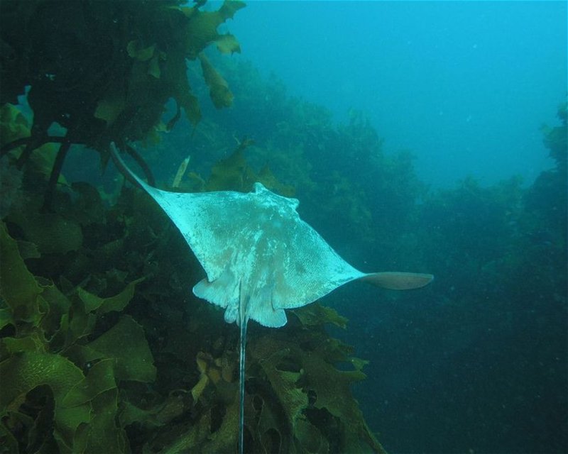Divesite Image