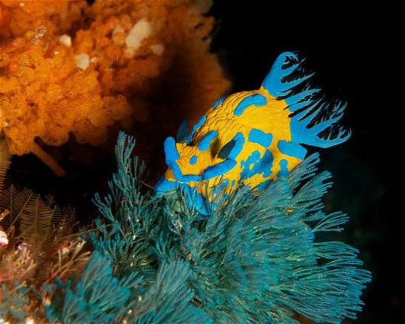 Divesite Image