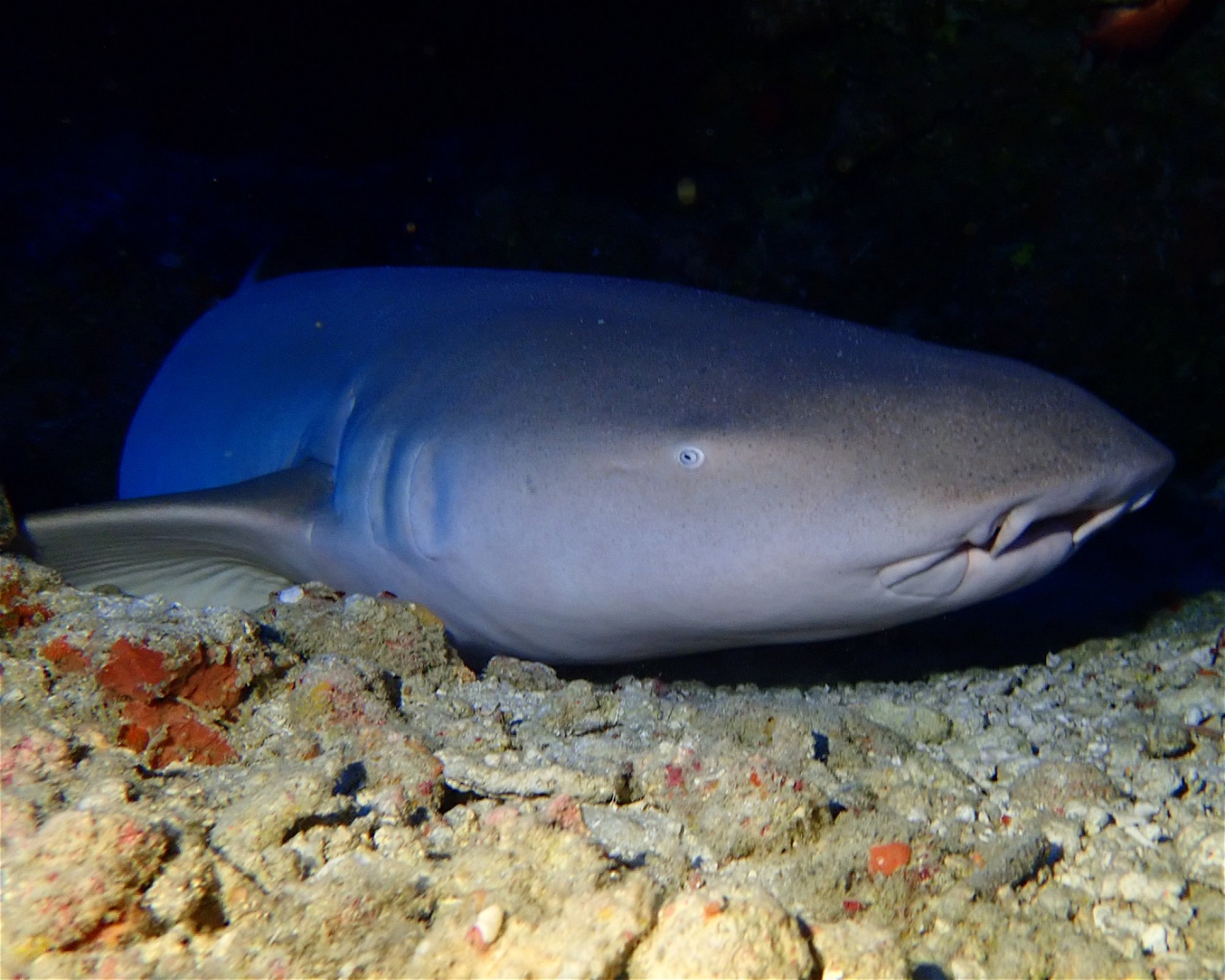 DivePoint Rannalhi, South Male Atoll