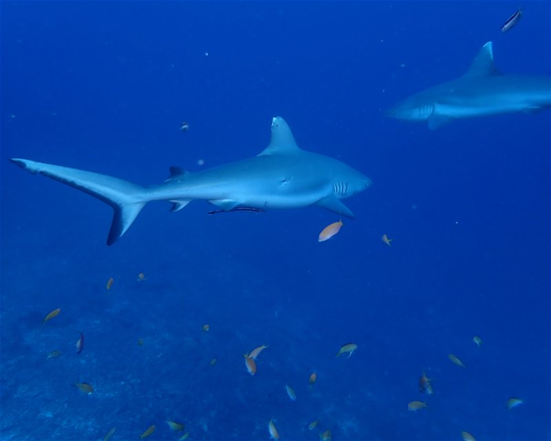 Divesite Image