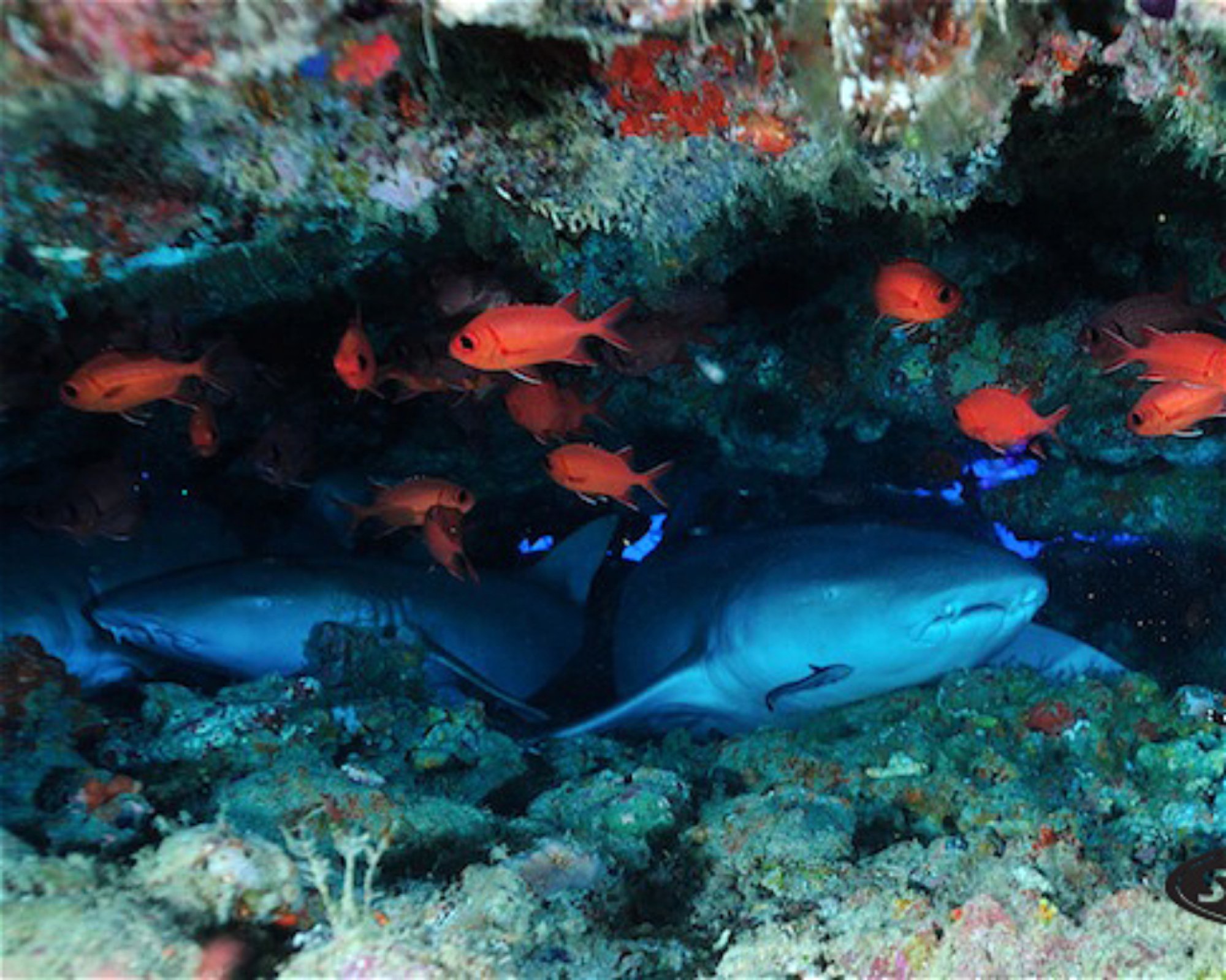 SUN SIYAM DIVING OLHUVELI, 2005 South Male Atoll
