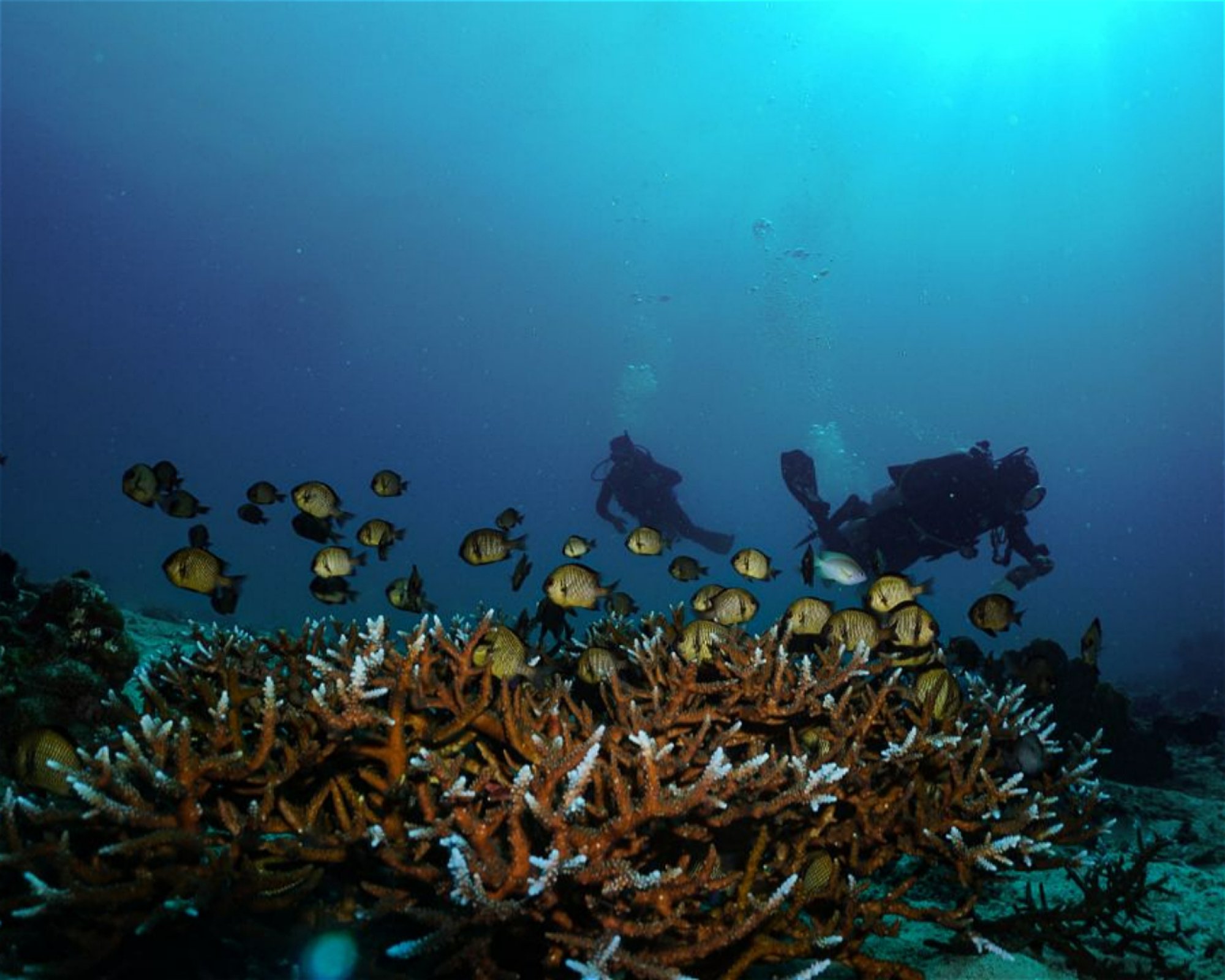 E&Z Diving Center, 6015 Lapu-lapu City