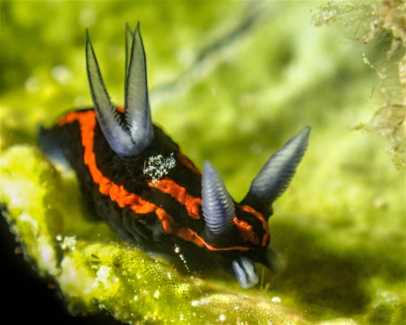 Divesite Image