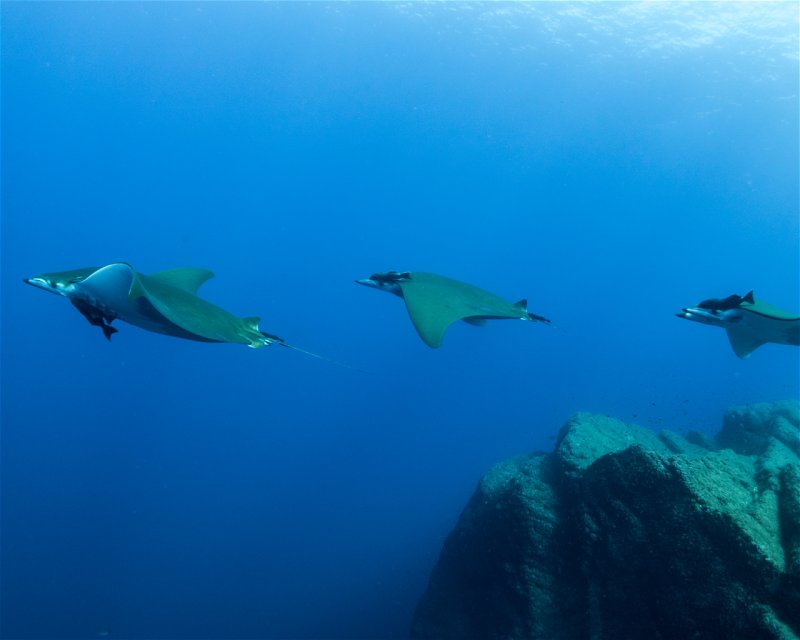 Divesite Image