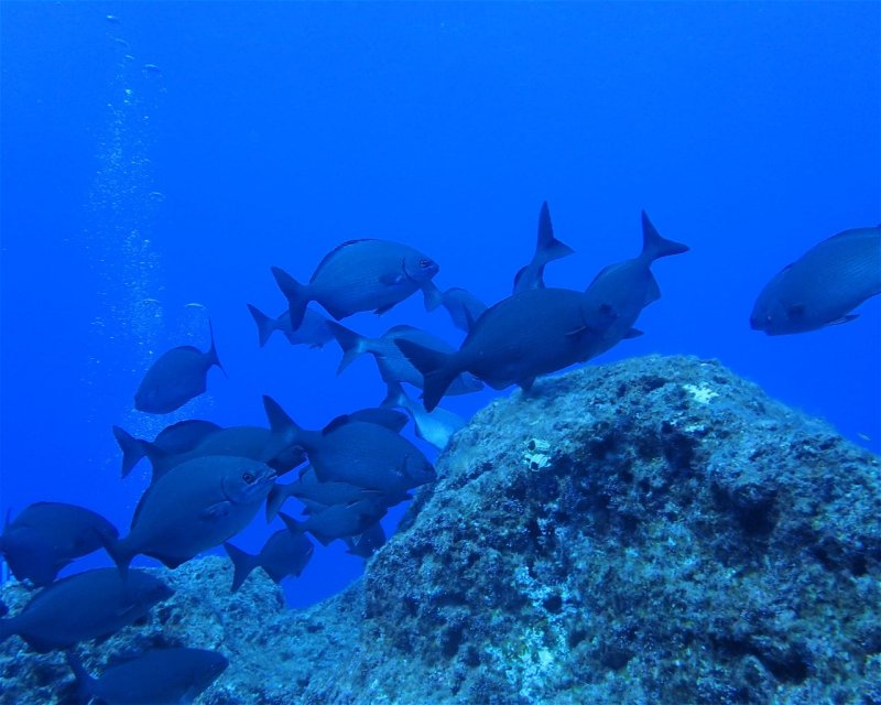 Divesite Image