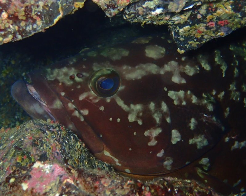 Divesite Image
