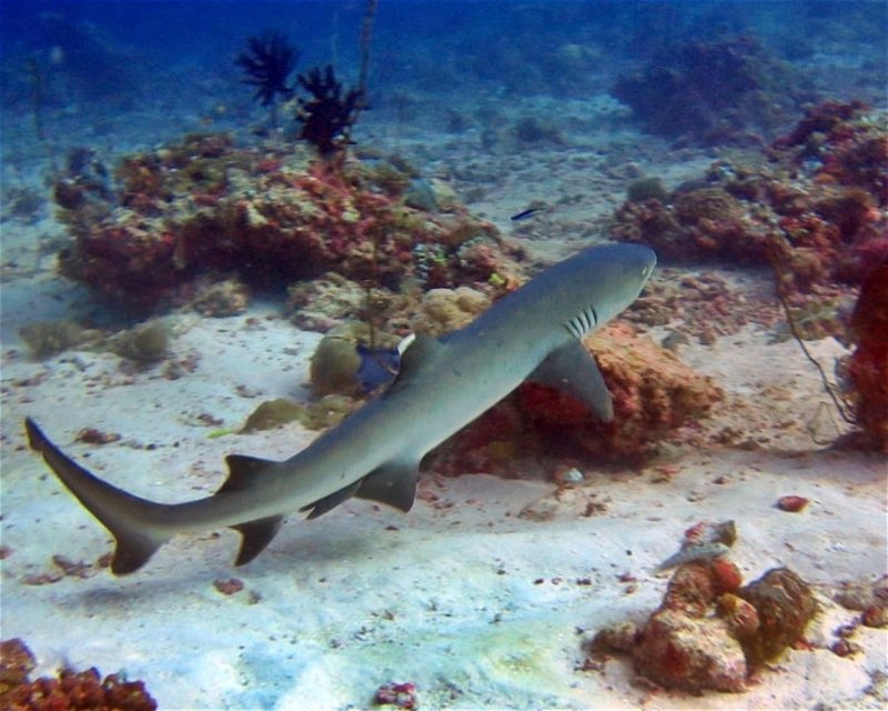 Divesite Image