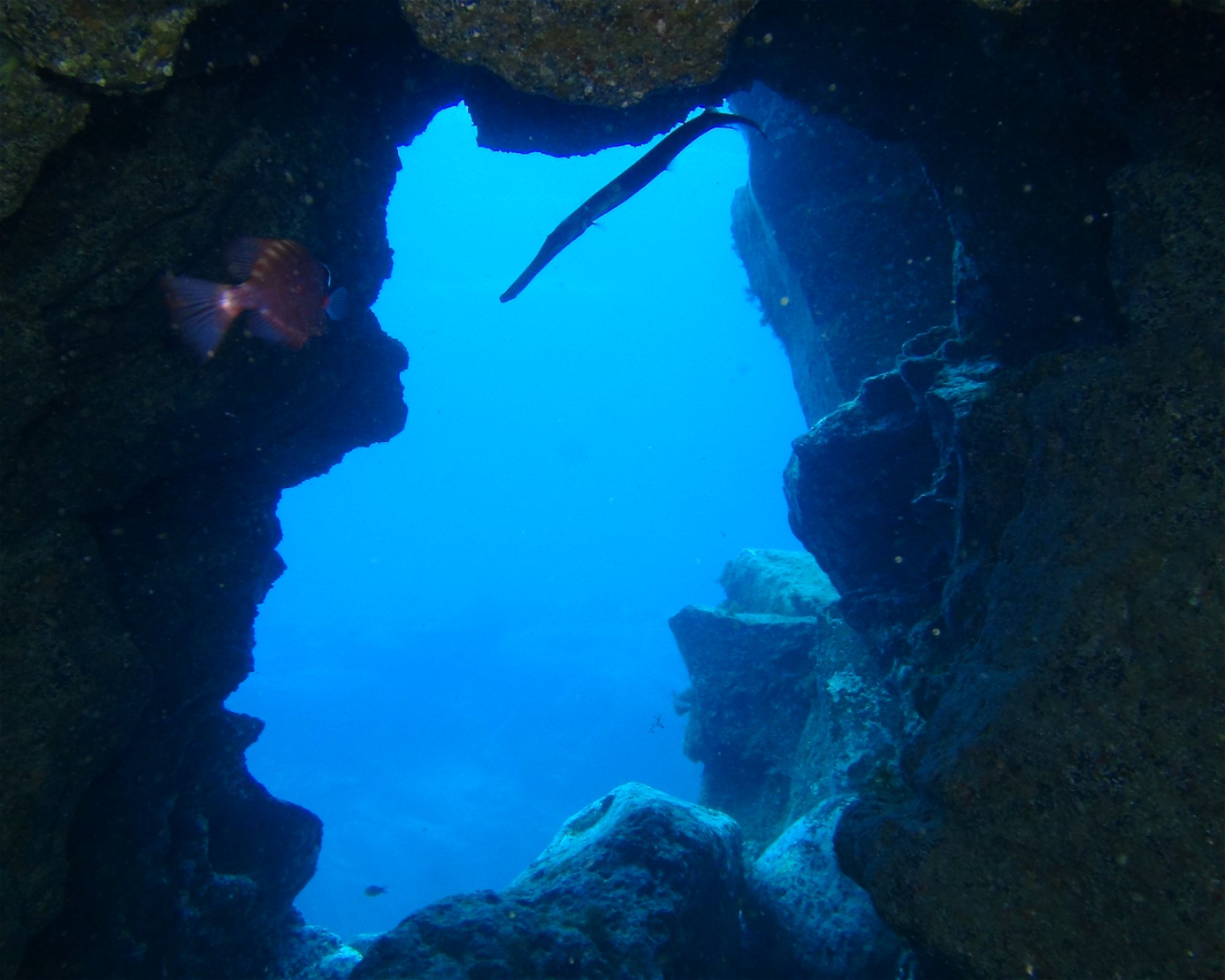 Blue Bottom Diving, 38660 Adeje
