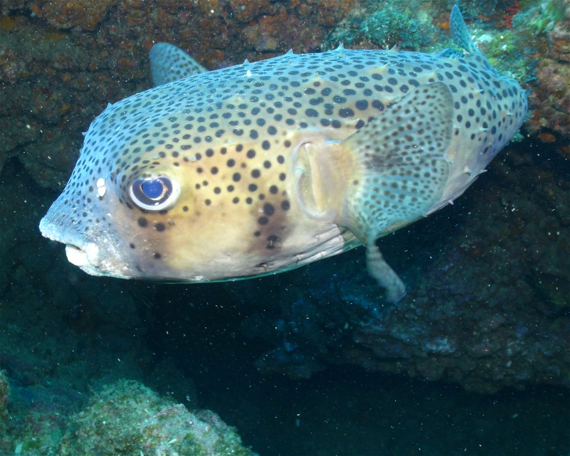 Blue Bottom Diving, 38660 Adeje