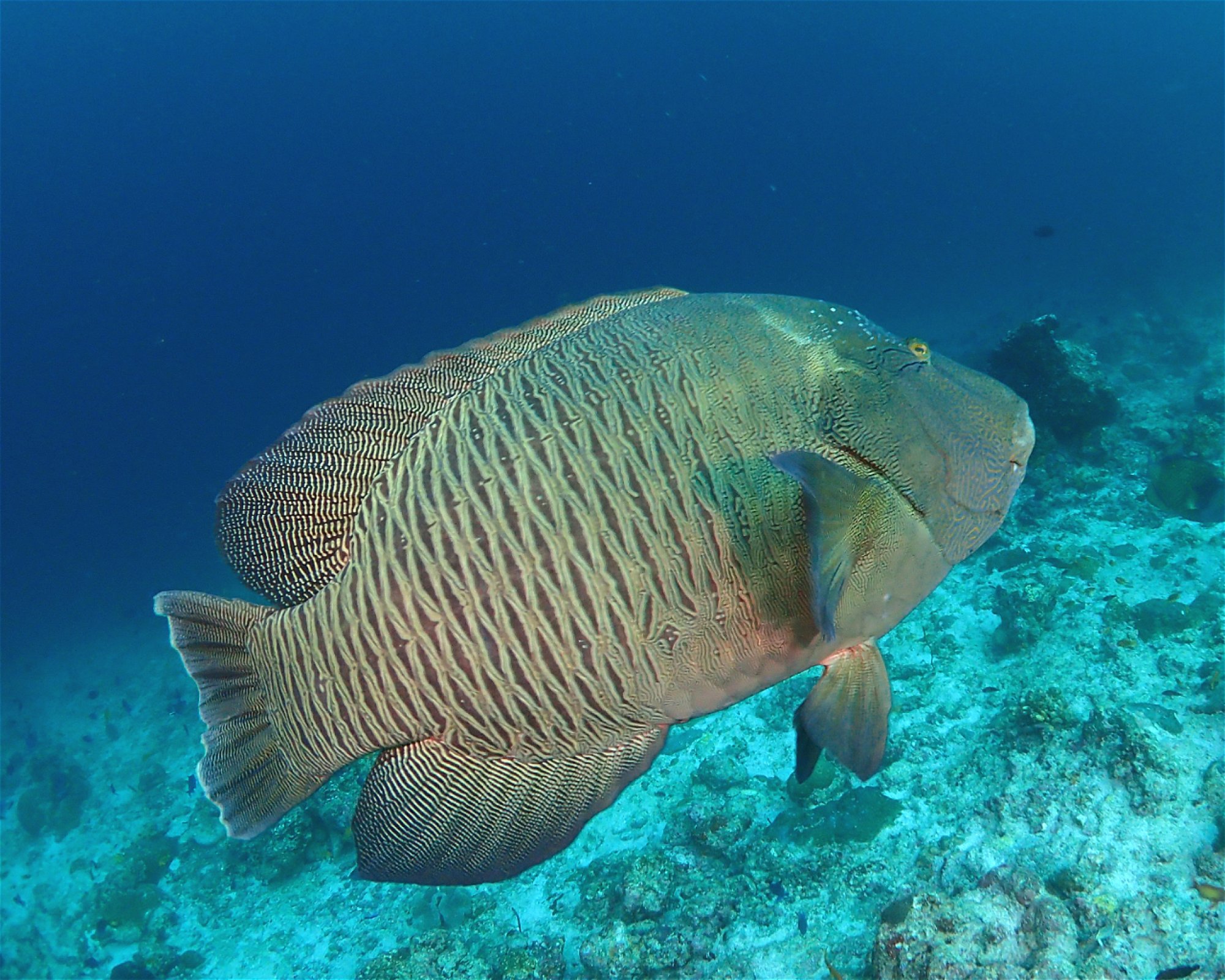 SUN SIYAM DIVING OLHUVELI, 2005 South Male Atoll