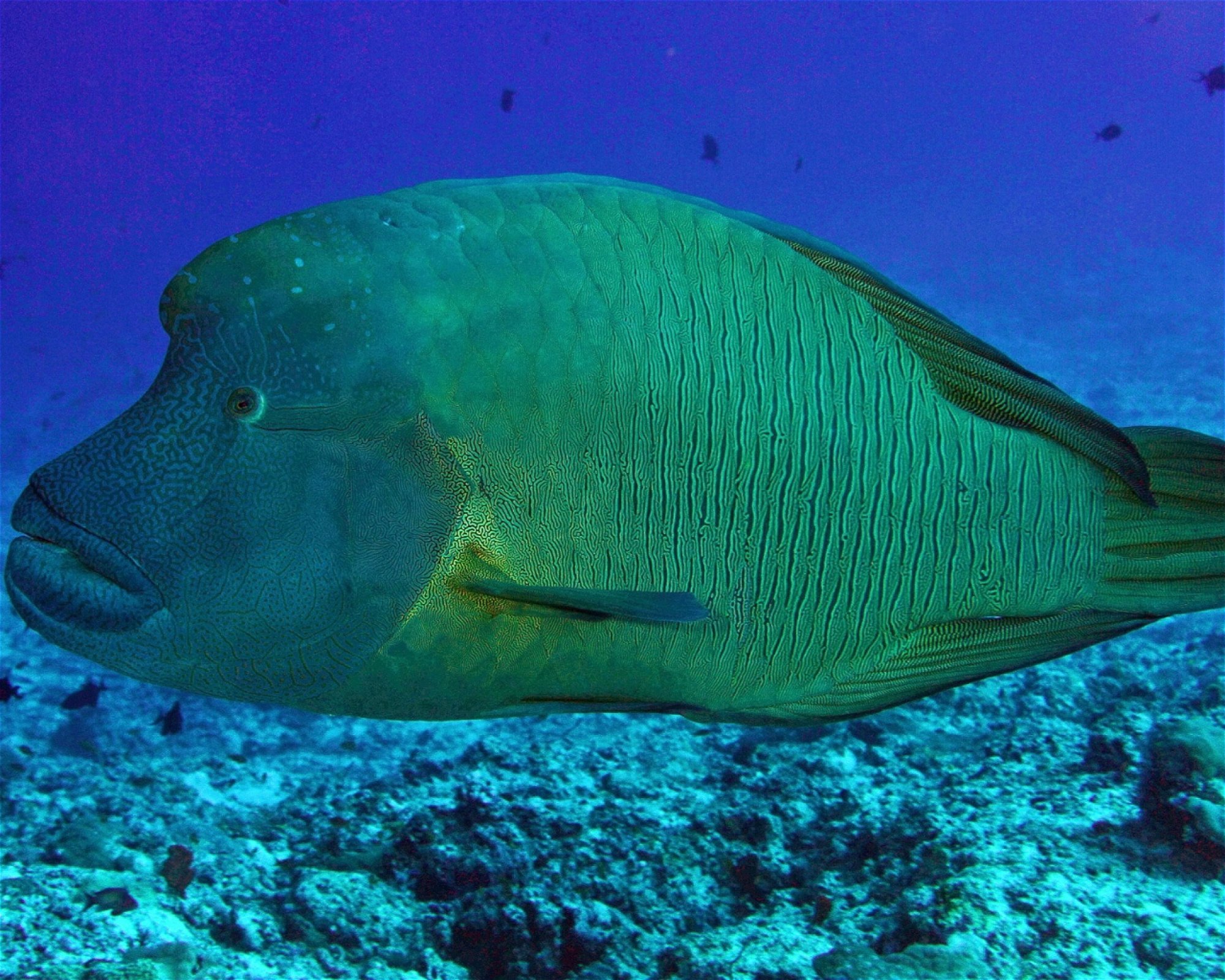 Maldives Passions, 08090 Maafushi