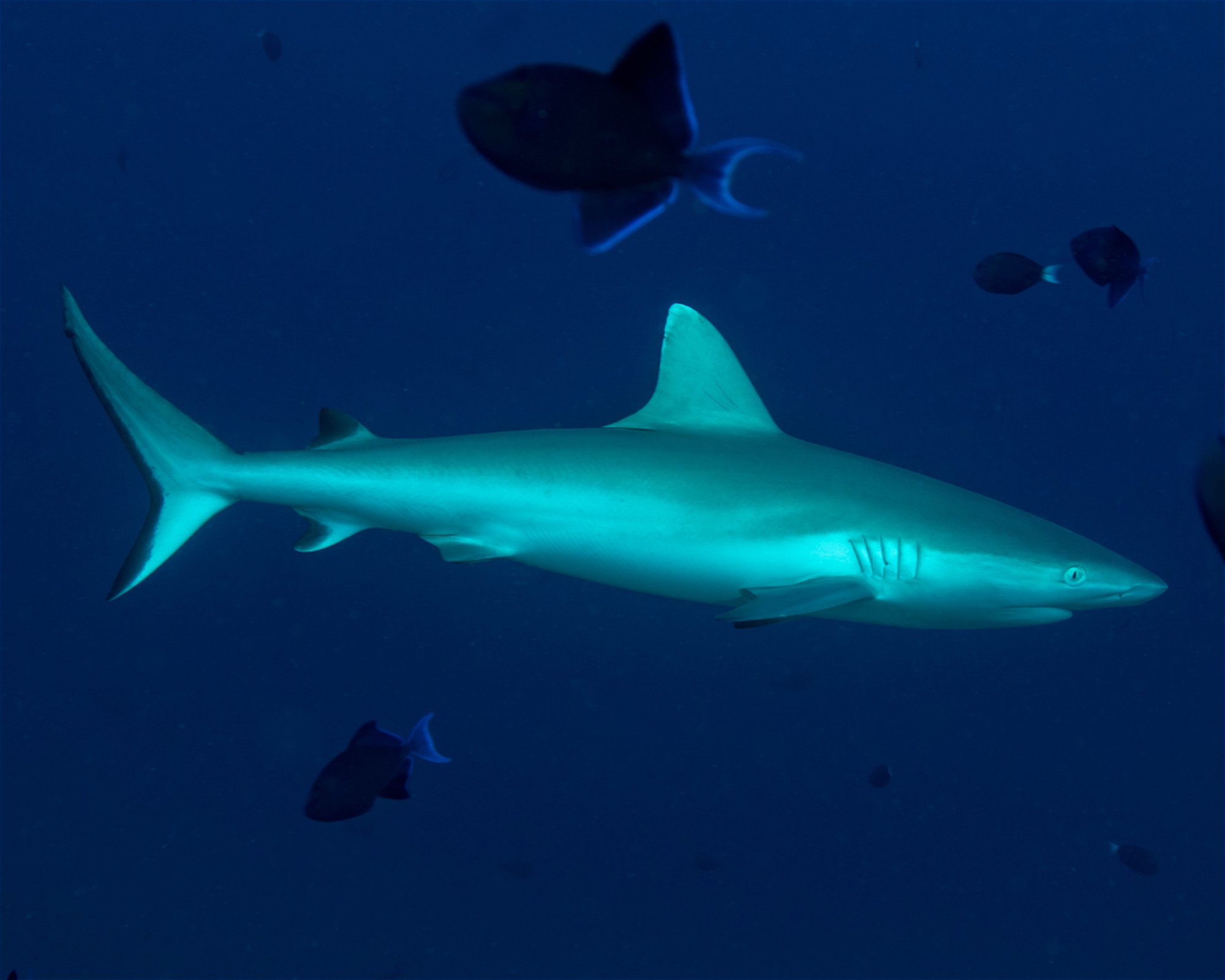 Sub Oceanic at Hilton Maldives Amingiri, 20188 North Male Atoll