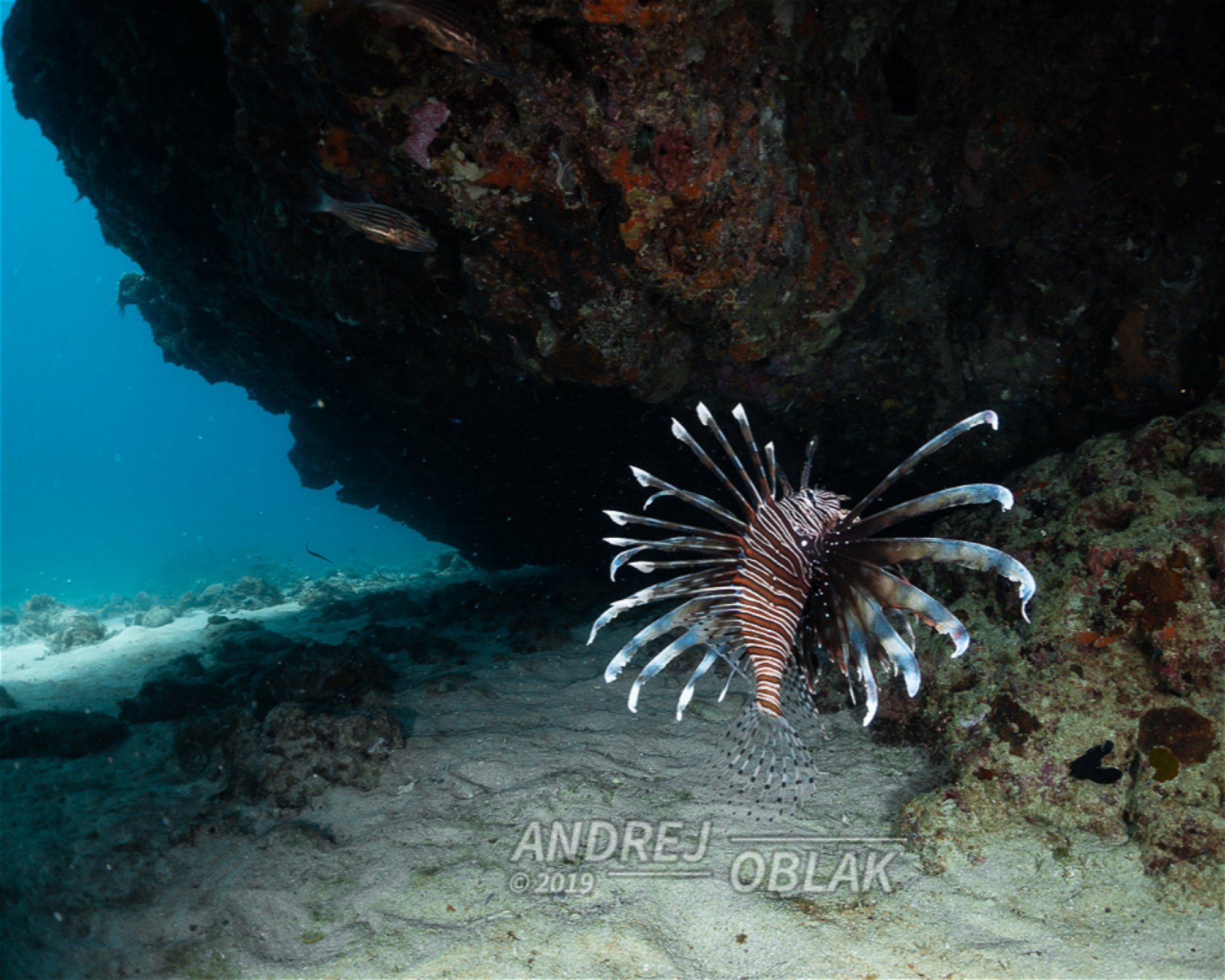 Dive Point Siquijor, 6227 San Juan, Siquijor