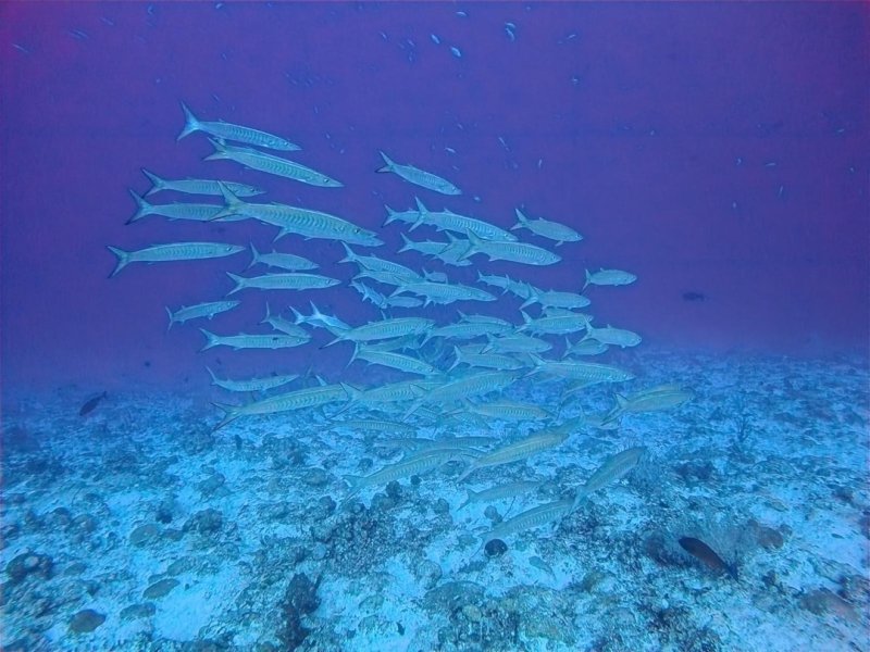 Divesite Image