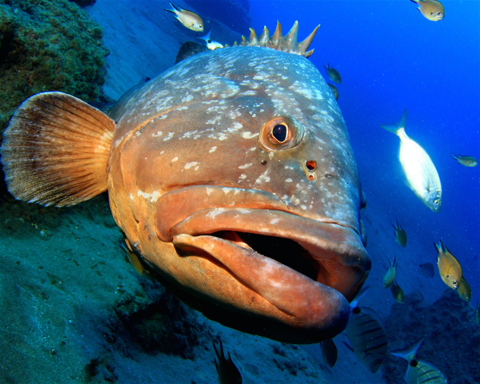 Rubicon Diving, 35580 Playa Blanca