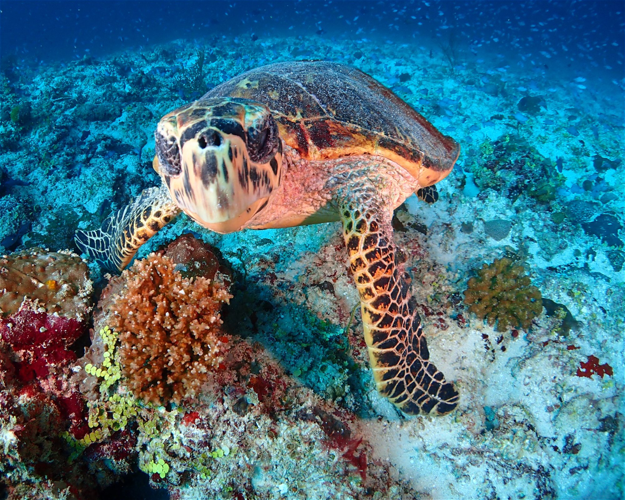 SUN SIYAM DIVING OLHUVELI, 2005 South Male Atoll