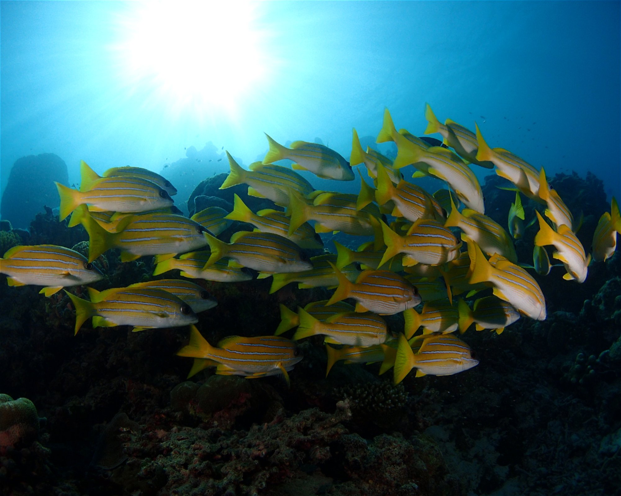 SUN SIYAM DIVING OLHUVELI, 2005 South Male Atoll