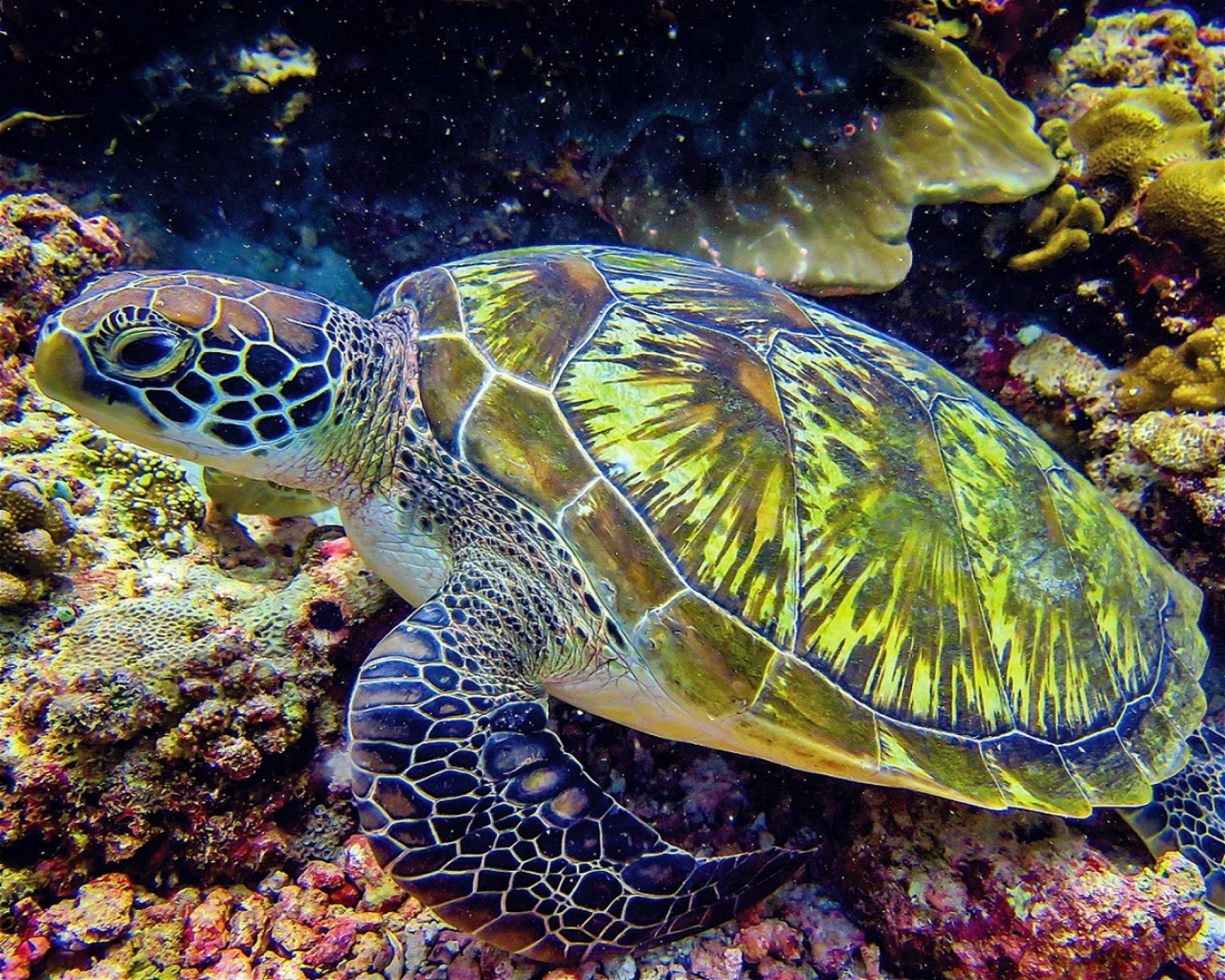 Maldives Passions, 08090 Maafushi