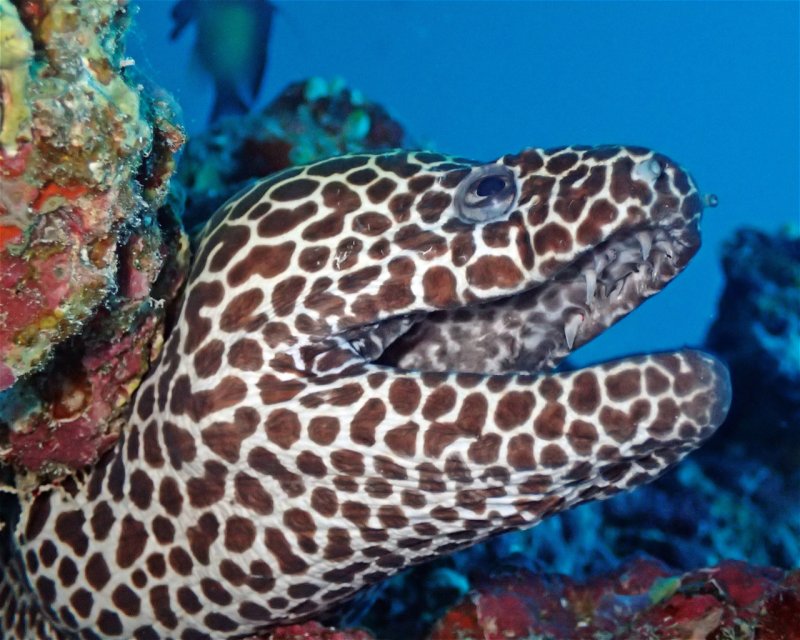 Divesite Image