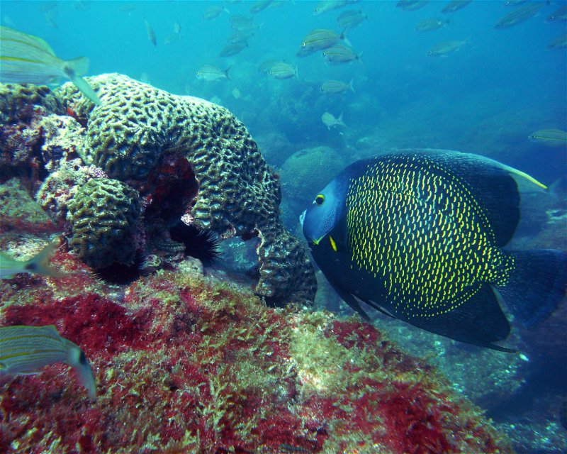 Divesite Image