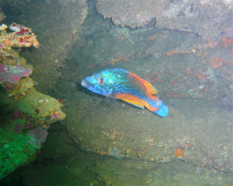 Divesite Image