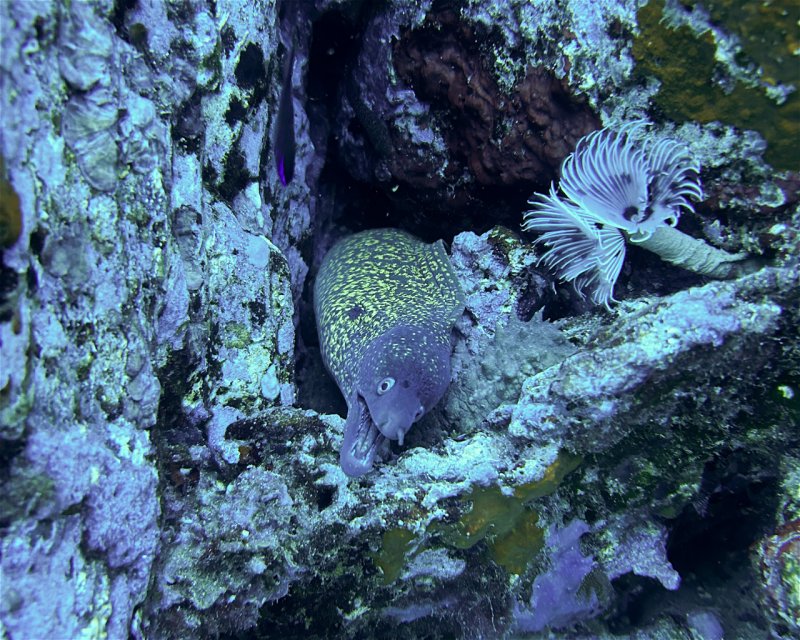 Divesite Image