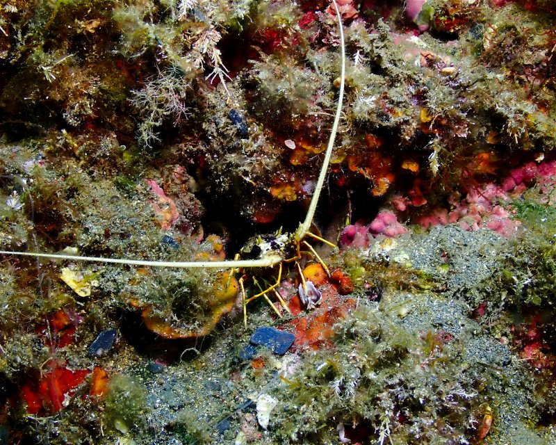 Divesite Image