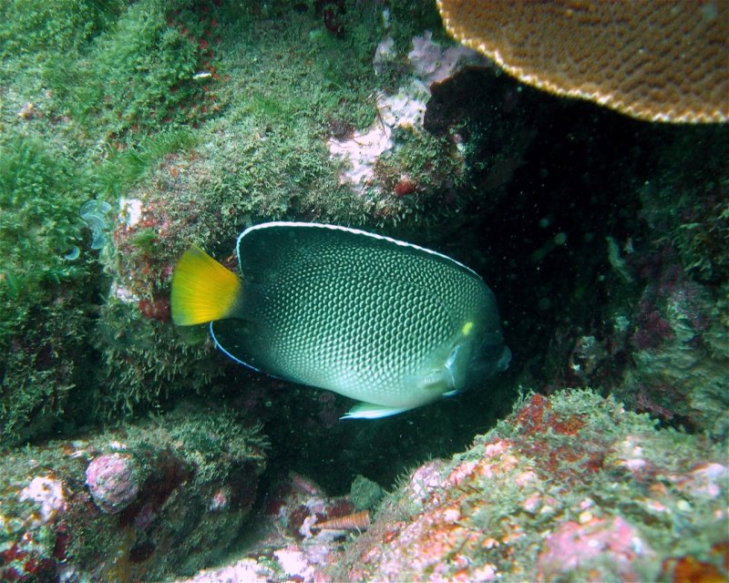 Divesite Image