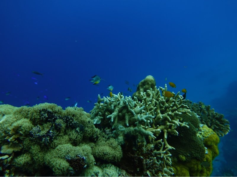 Divesite Image