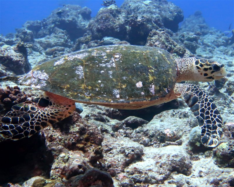 Divesite Image