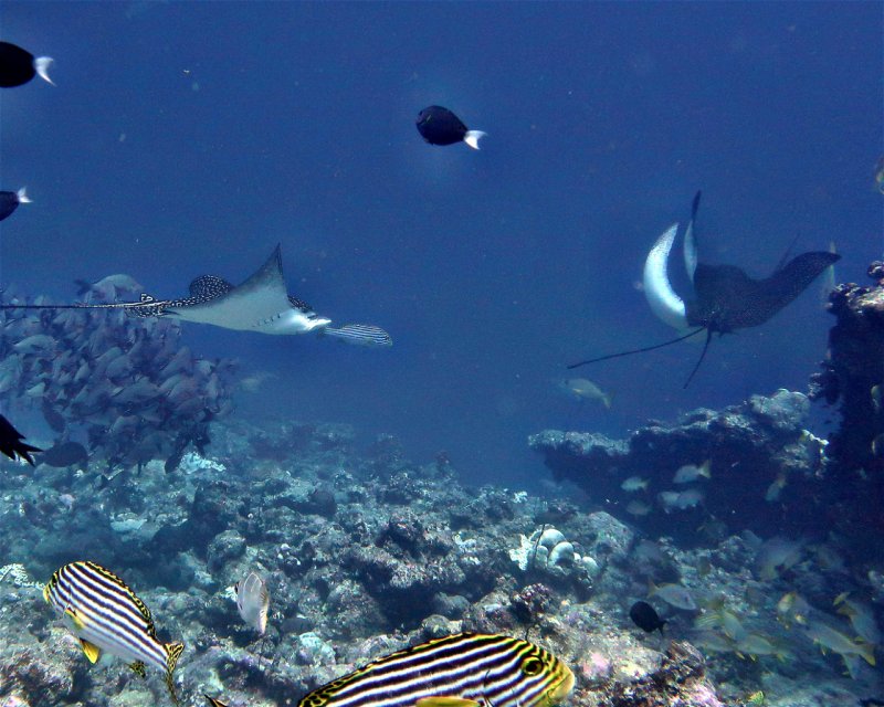 Divesite Image
